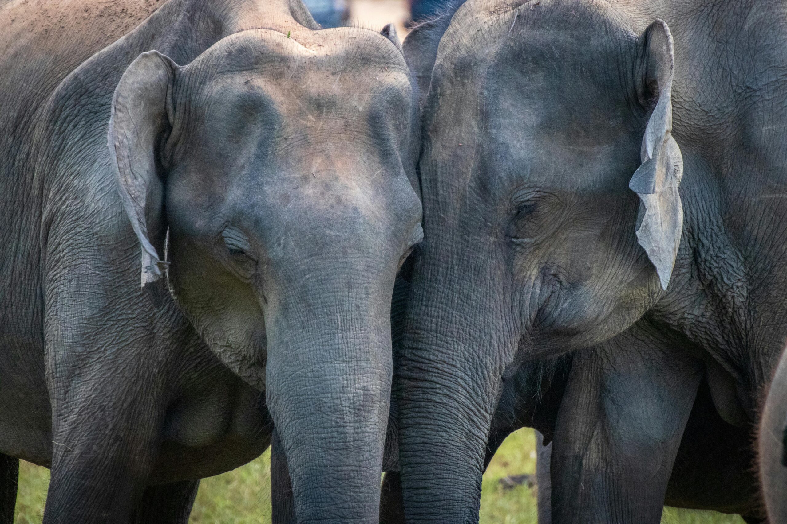 Two Adult Elephants